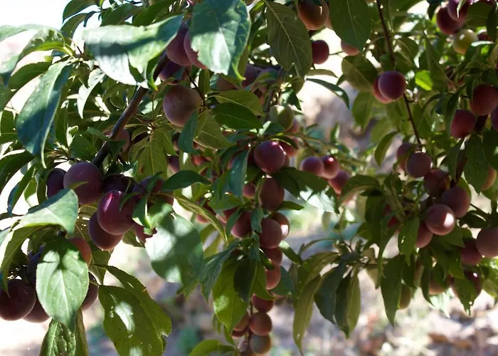 Mareblu B 3* تْشيفالو